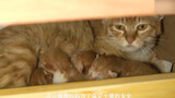 躲在抽屉里的橘猫妈妈，从小教导小猫不要出声，不然会被发现！