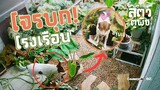 คาหนังคาเขา จับโจรบุกโรงเรือน! - สัตว์ตูพืช EP3