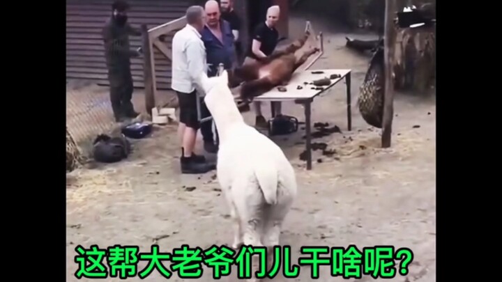 【动物の作死行为】