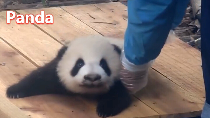 Panda kecil terlentang dan kesulitan berbalik badan