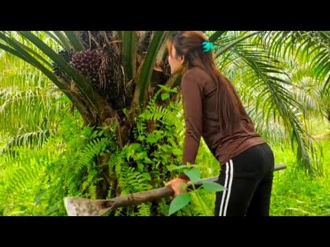 Panen Sawit Di kebun pribadi || Kebun sawit di Kalimantan