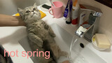 The First Bath Of The Cat