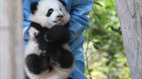 [Panda Fu Duoduo] Bangun dan Mulai Kerja