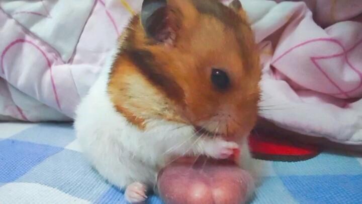 Hamster Washing Itself