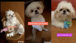 Borgy the Shih Tzu TikTok Videos Compilation Part 2