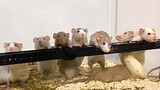 [Animals]Daily routine of fancy rat