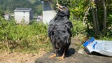 [Satwa] Apa Burung Ini Sukses Ganti Bulu?