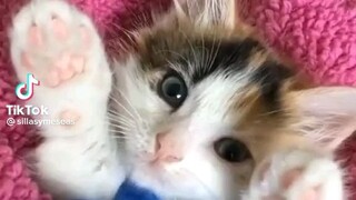 gemoyy bet kucing nya kayak anya