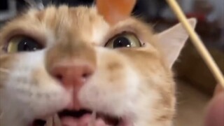? ? ?