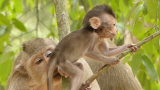 WHY WHY WHY! Poor Baby Charlee Very Thin? Maybe Charla Don't Have Enough Milk For Her, So Pity Baby