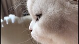 [Động vật] Góc nghiêng hút hồn của em mèo xinh yêu~