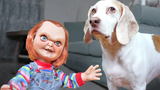 Dogs vs Lil Big Chucky Prank สุนัขตลก Maymo Penny & Potpie