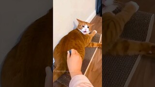 Funny animals. 😂😻😂 #shorts #funny #cat #dog #animals #pets  #Funny video collection.