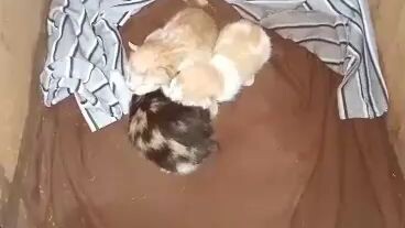 WELCOME TO THE WORLD 🌎 MY LITTLE KITTENS 🐈🐈🐈❤️