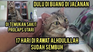 Alhamdulillh Kucing Yang Rahimnya Keluar Sudah Pulang Dari Klinik Mngharukan Saat Dapat Rumah..!