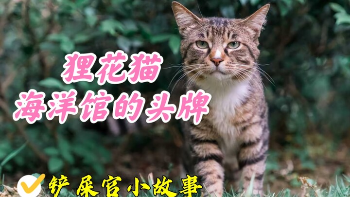 励志狸花猫，从流浪猫逆袭成为海洋馆台柱子