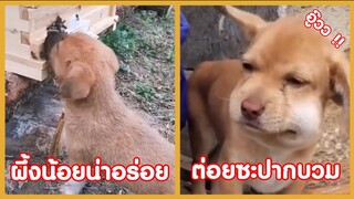 ผึ้งน้อยน่าอร่อย ต่อยซะปากบวมเล้ยย ... !! ( รวมฮาพากย์ไทย )