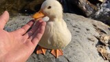 【Call Duck】Drive 10 km to Take Duck to the River for a Swim