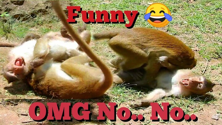OMG No..​No.. MONKEY​ ​PLAYING, IT CAN'T STOP TO LAUGH, MONKEY PLAY SO FUN