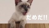 【CAT】Chat with Siamese cat