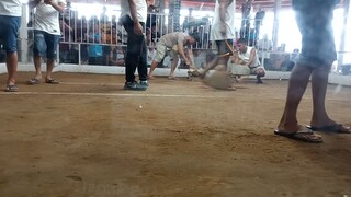 bulik Johnie walker sta Catalina 3cock derby