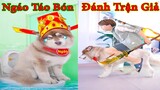 Thú Cưng TV | Ngáo Husky Troll Bố Dương KC #39 | chó thông minh vui nhộn | funny cute smart dog Pets