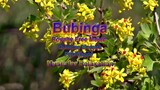 Bubinga_Music for Relaxation