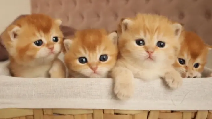 Kittens Crying Because They Couldn't Find Their Mother