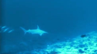 Dolphins Protect Diver from Hammerhead Shark