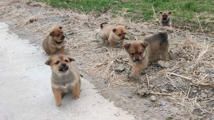 [Hewan] Bertemu Sekumpulan Anak Anjing Saat Perjalanan ke Kampung