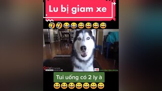 giảitrí chócute chómèohàihước  Lu bị giam xe😂😂😂😂😅😅