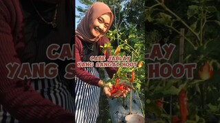 #shortsyoutube #shortvideo #caberawitmerah #cabemerahkeriting #cabemerahkeriting