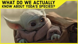 What Do We Know About Yoda's Species?