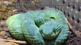 Rắn vảy sừng Bush Viper còn sống! Loài động vật giống rồng nhất!