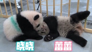 【上野动物园】一个妈妈带两个娃