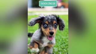 Cả nhà đón thử bé tackrn này màu gì nhé! tuitienpet dcgr pet