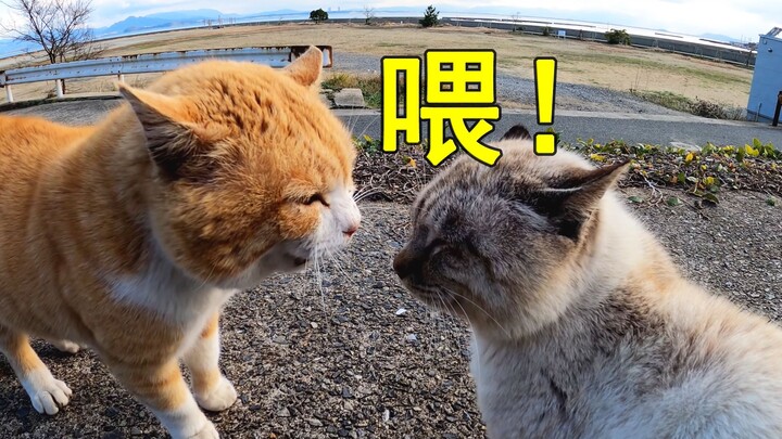 老子东游，见两小猫辩日，问其故...