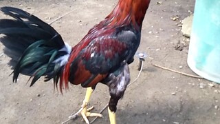 eagle cock😄