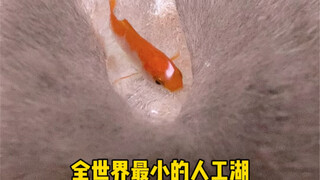 你知道猫毛防水吗？