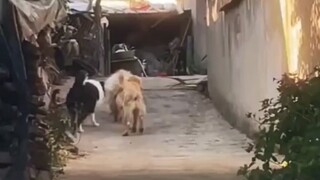 Setelah Golden Retriever kembali ke desa, dia mengajak teman-temannya untuk bertarung. Tentara dikal