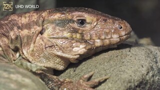 12K HDR 120fps Dolby Vision with Animal Sounds (Colorfully Dynamic)