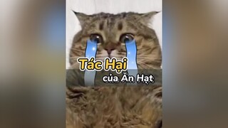 Tác hại mèo ăn hạt quá nhiều ! catsoftiktok mèo LearnOnTikTok thúcưng review hạtchomèo