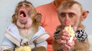 Wow, So Funny Face When Tiny Adorable Toto & Yaya Eating Banana  Toto Is Champion