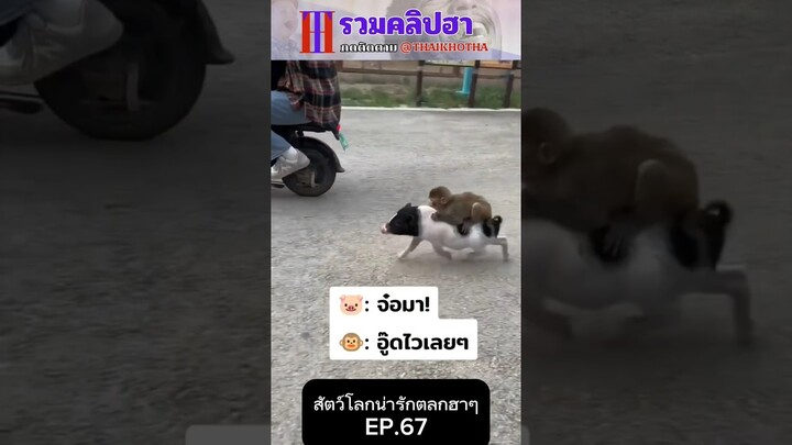 รวมคลิปตลกฮาๆ EP.177 #สัตว์เลี้ยง  #ตลก #shorts #tiktok #funny #สัตว์โลกน่ารัก #แกล้ง #สัตว์ตลก