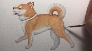 Gambarlah Shiba Inu yang berbulu~