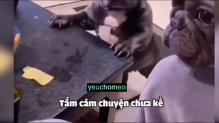 những chiếc thú cưng vui tính😹