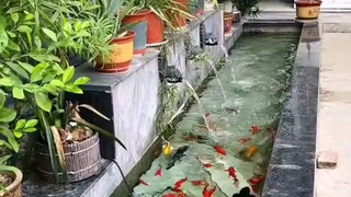 Love Fish in water|爱水中的鱼