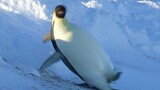 Chim cánh cụt với đôi chân trơn trượt