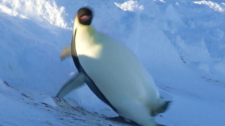 Penguin dengan kaki licin