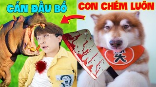 Thú Cưng Vlog | Ngáo Husky Troll Bố #38 | Chó husky vui nhộn thông minh | Dog husky funny smart